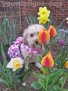 dogs, designer dogs, yorkipoo, yorkie poo, flowers, tulips, dogs with flowers, spring