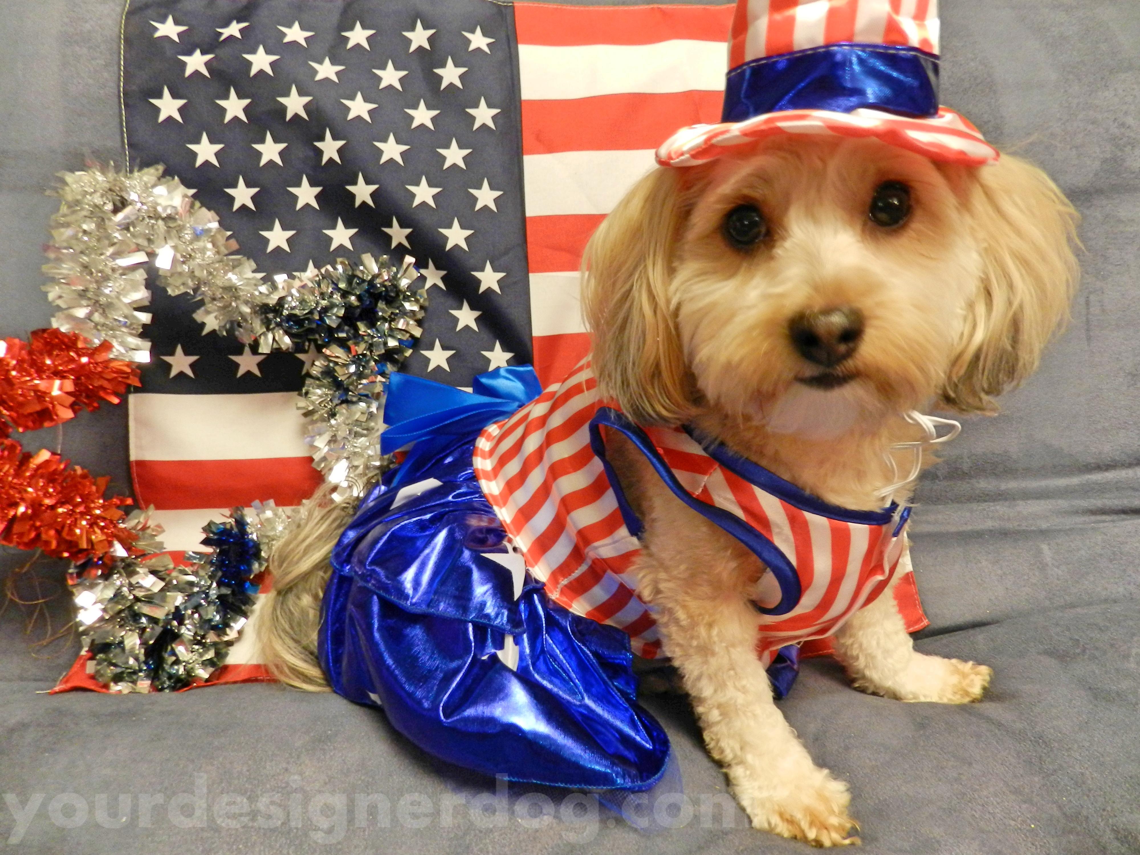 dogs, designer dogs, yorkipoo, yorkie poo, patriotic, fourth of july