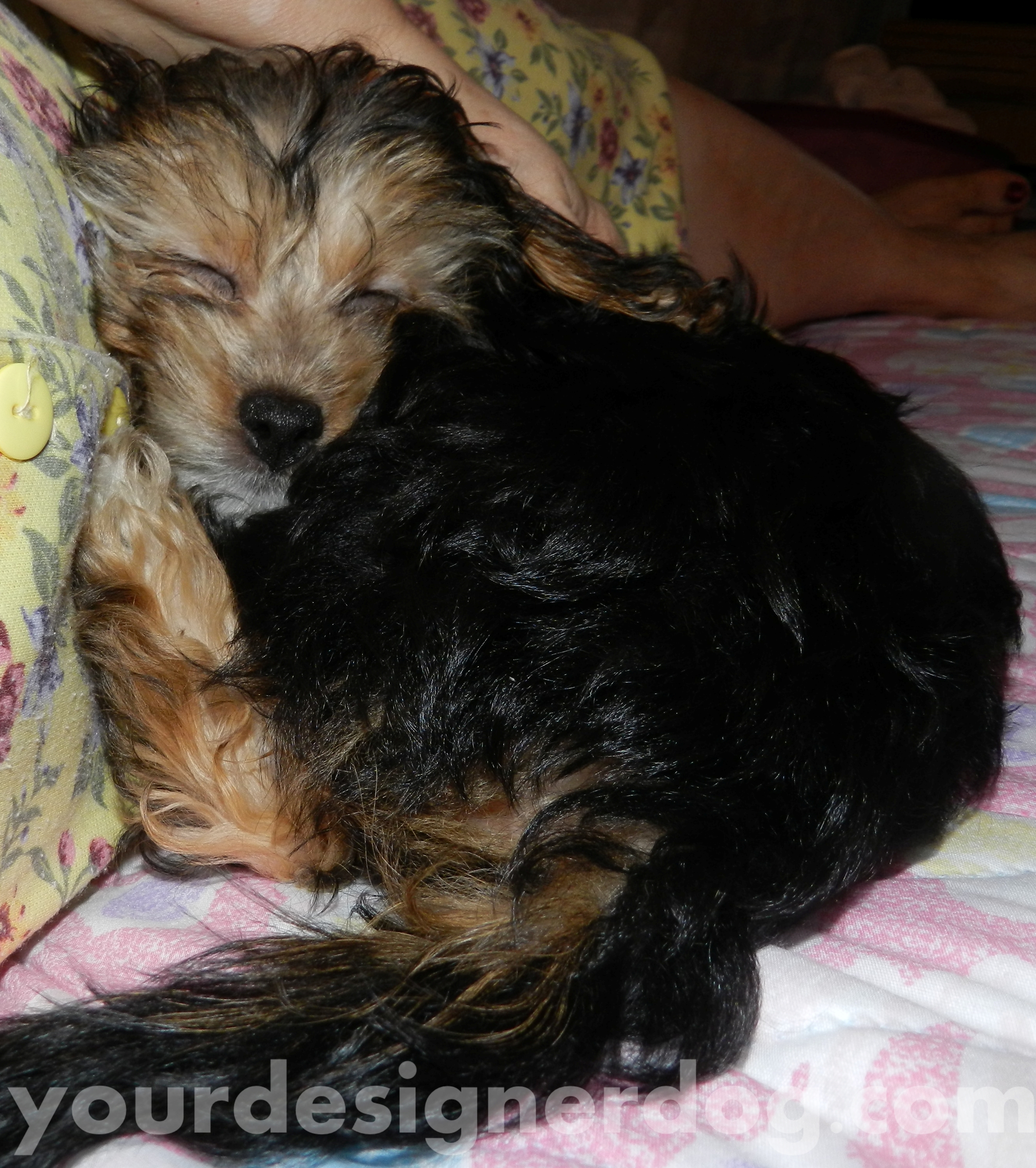dogs, designer dogs, yorkipoo, yorkie poo, puppy, sleepy puppy, cute puppy pictures