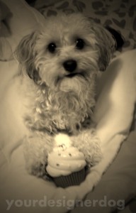 dogs, designer dogs, yorkipoo, yorkie poo, sepia photography, cupcakes