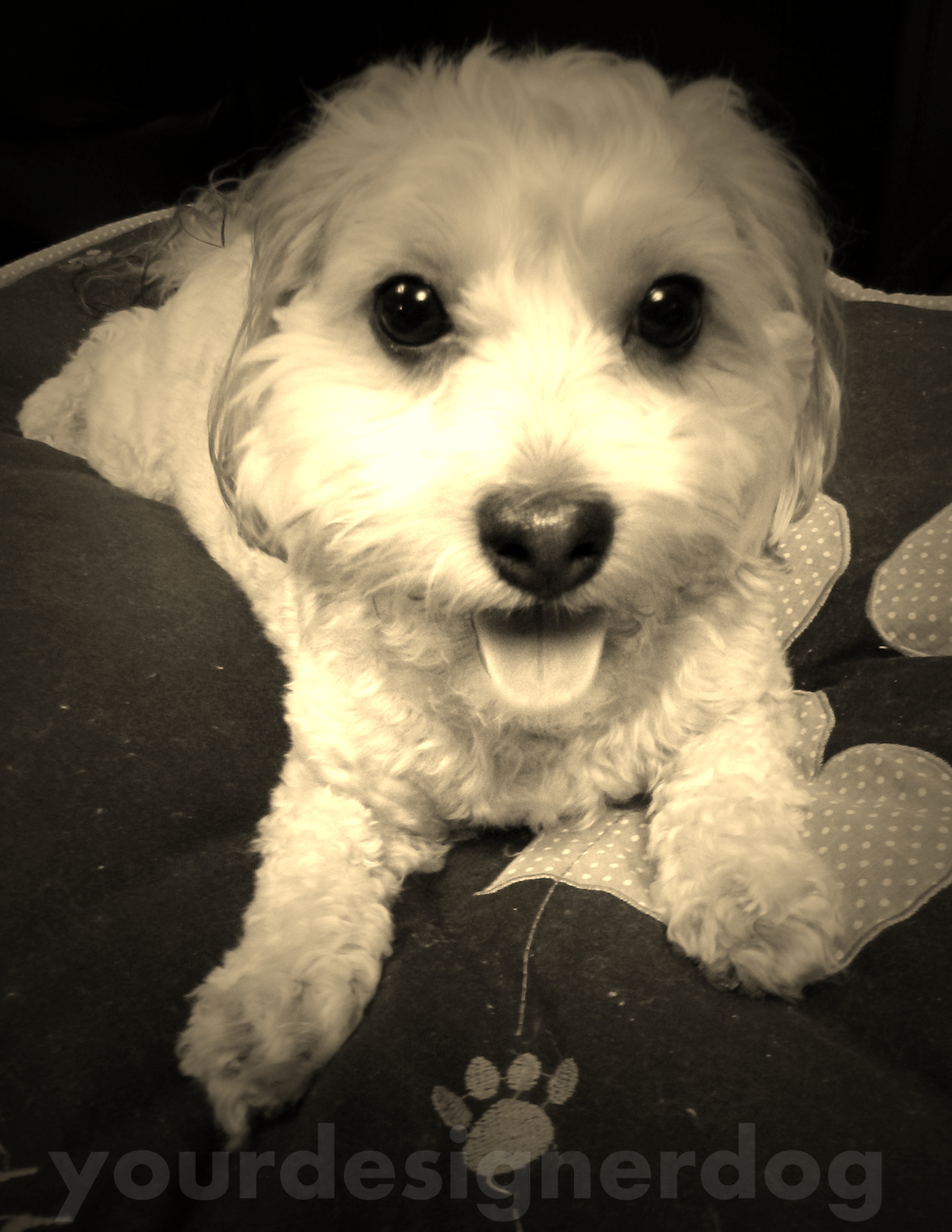 dogs, designer dogs, yorkipoo, yorkie poo, tongue out, sepia photography