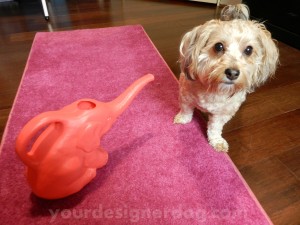 dogs, designer dogs, yorkipoo, yorkie poo, watering can