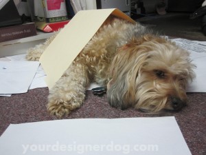 dogs, designer dogs, yorkipoo, yorkie poo, dogs at work, filing