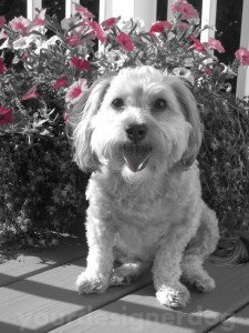 dogs, designer dogs, yorkipoo, yorkie poo, dogs with flowers, black and white photography