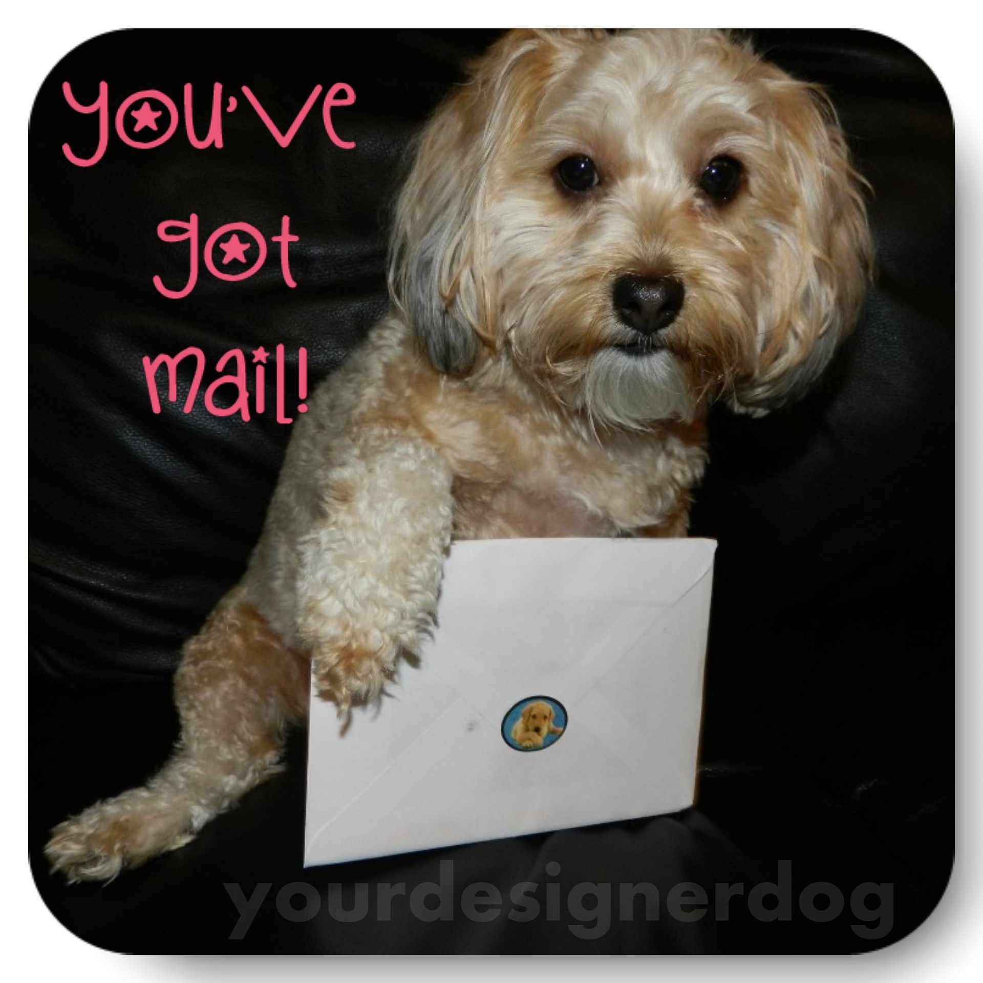 dogs, designer dogs, yorkipoo, yorkie poo, email, envelope