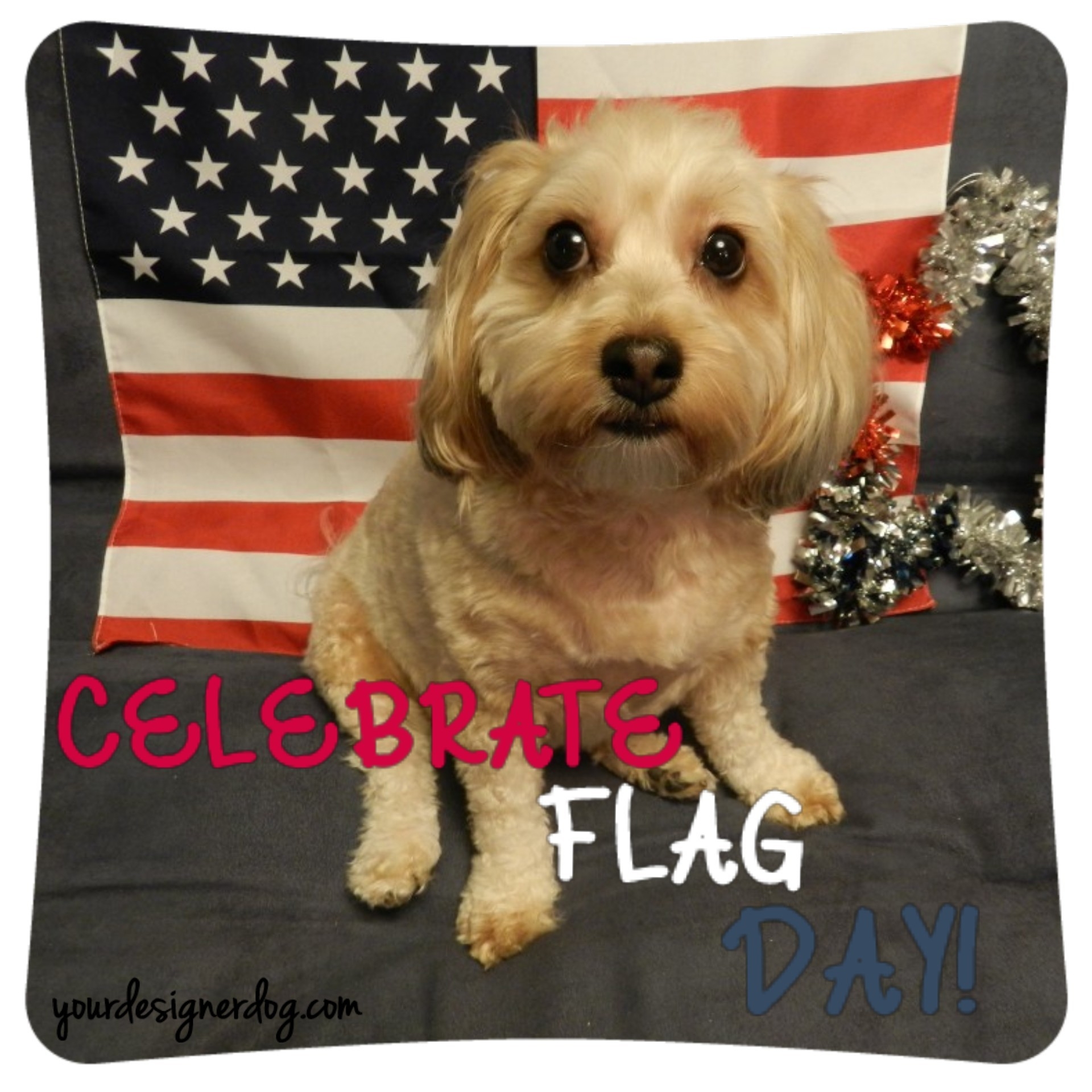 dogs, designer dogs, yorkipoo, yorkie poo, american flag, patriotic, flag day