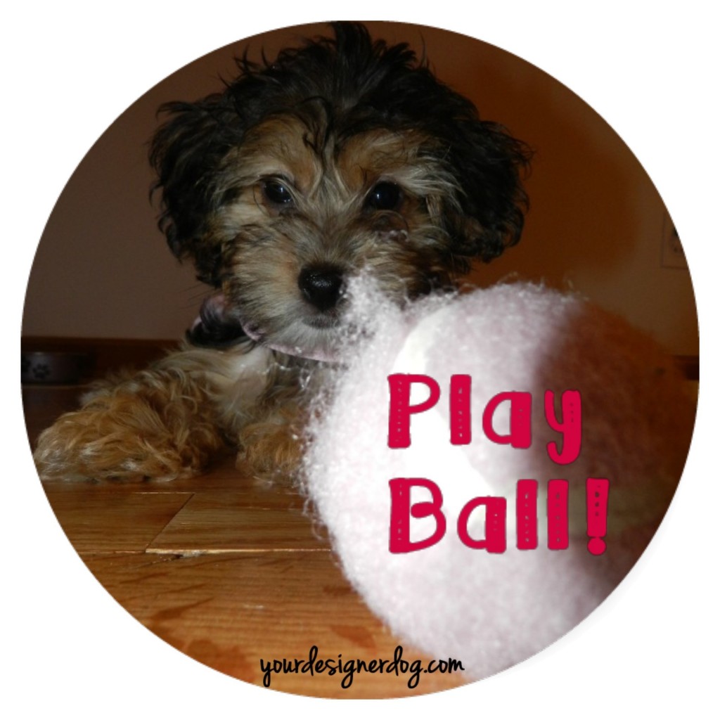 dogs, designer dogs, yorkipoo, yorkie poo, tennis ball, cute puppy picture