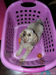dogs, designer dogs, yorkipoo, yorkie poo, mischief, laundry basket, obsession