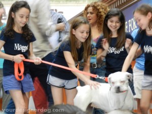 Broadway Barks, charity, animal adoption