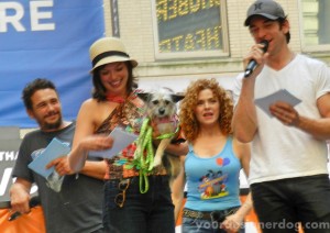 Broadway Barks, charity, animal adoption