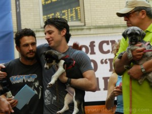 Broadway Barks, charity, animal adoption