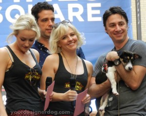 Broadway Barks, charity, animal adoption