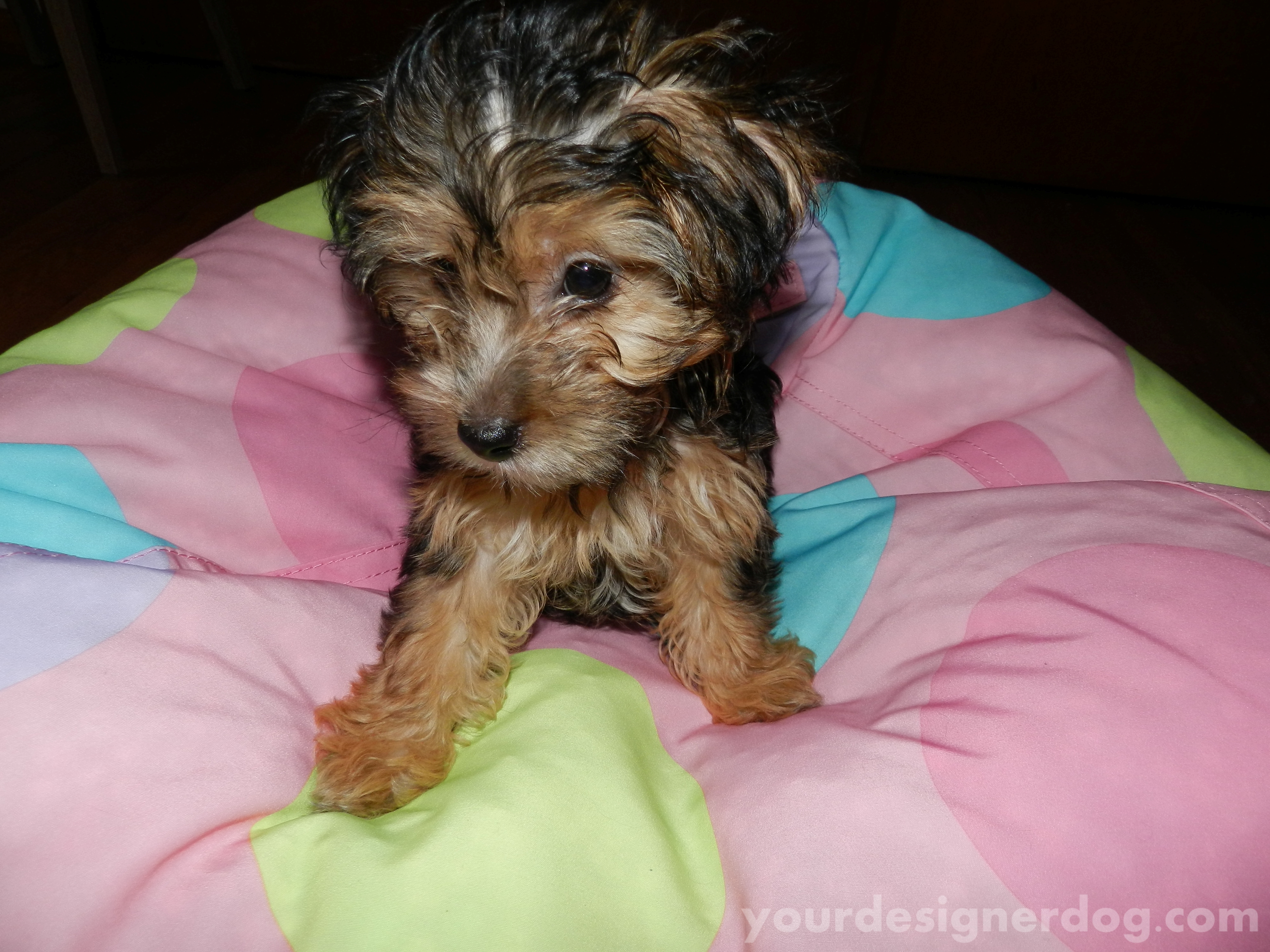 dogs, designer dogs, yorkipoo, yorkie poo, bean bag chair, puppy
