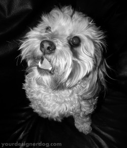 dogs, designer dogs, yorkipoo, yorkie poo, black and white photography, attention