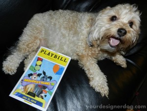 dogs, designer dogs, yorkipoo, yorkie poo, broadway barks, animal adoption, playbill