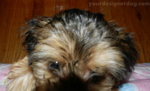 dogs, designer dogs, yorkipoo, yorkie poo, puppy, blooper, outtakes