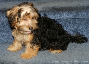 dogs, designer dogs. yorkipoo, yorkie poo, blooper, puppy, outtake
