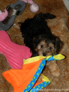 dogs, designer dogs, yorkipoo, yorkie poo, puppy, dog toys