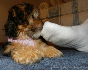 dogs, designer dogs, yorkipoo, yorkie poo, sock, sniffing, foot