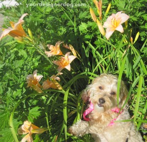 dogs, designer dogs, yorkipoo, yorkie poo, dogs with flowers, jungle
