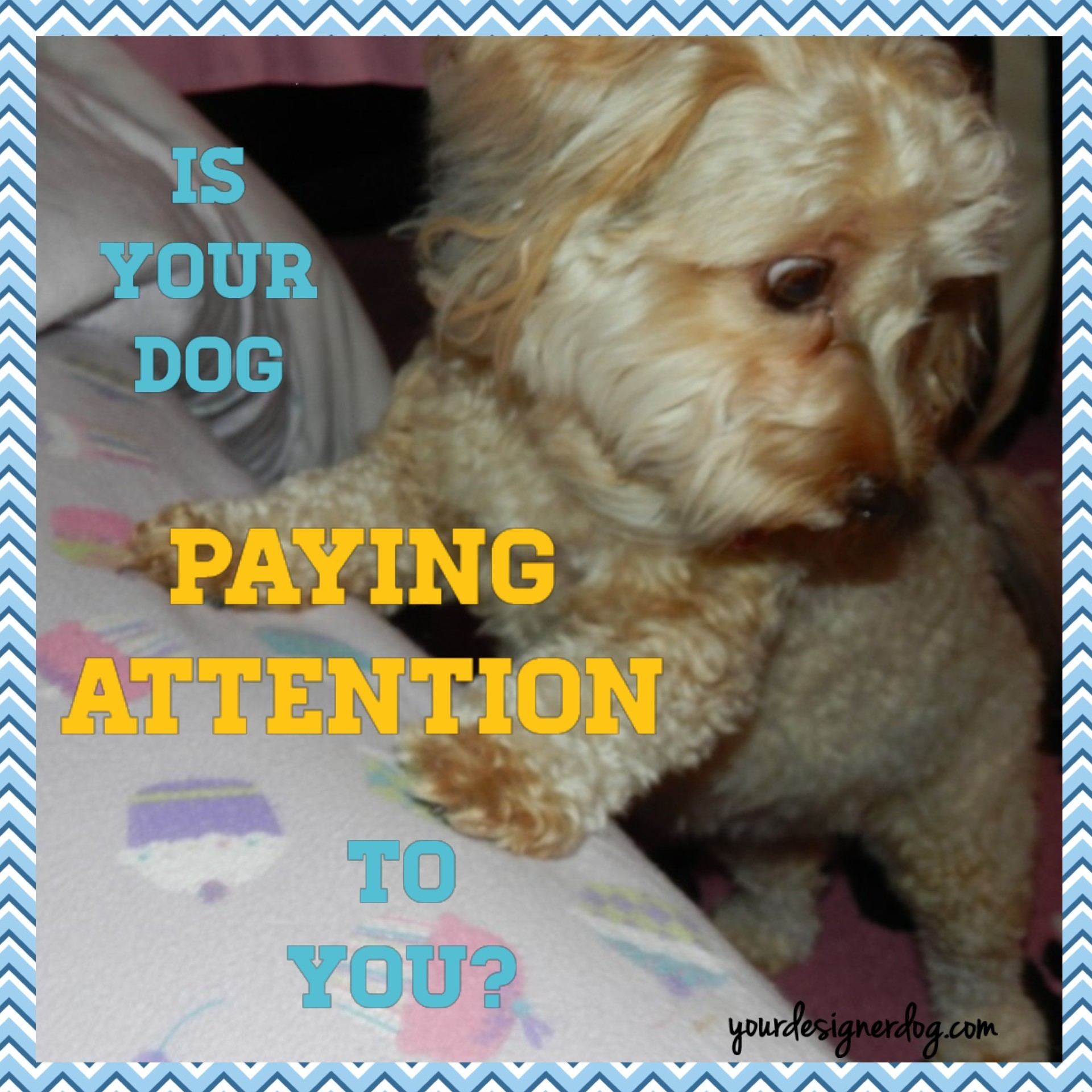 dogs, designer dogs, yorkipoo, yorkie poo, paws up, pay attention
