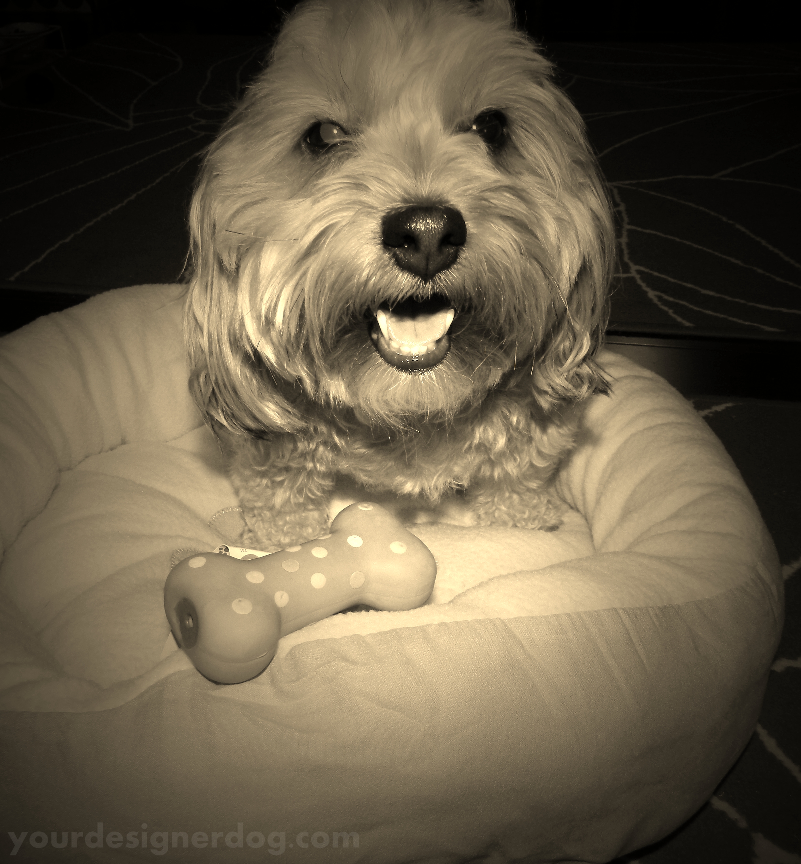 dogs, designer dogs, yorkipoo, yorkie poo, sepia photography, dog bed