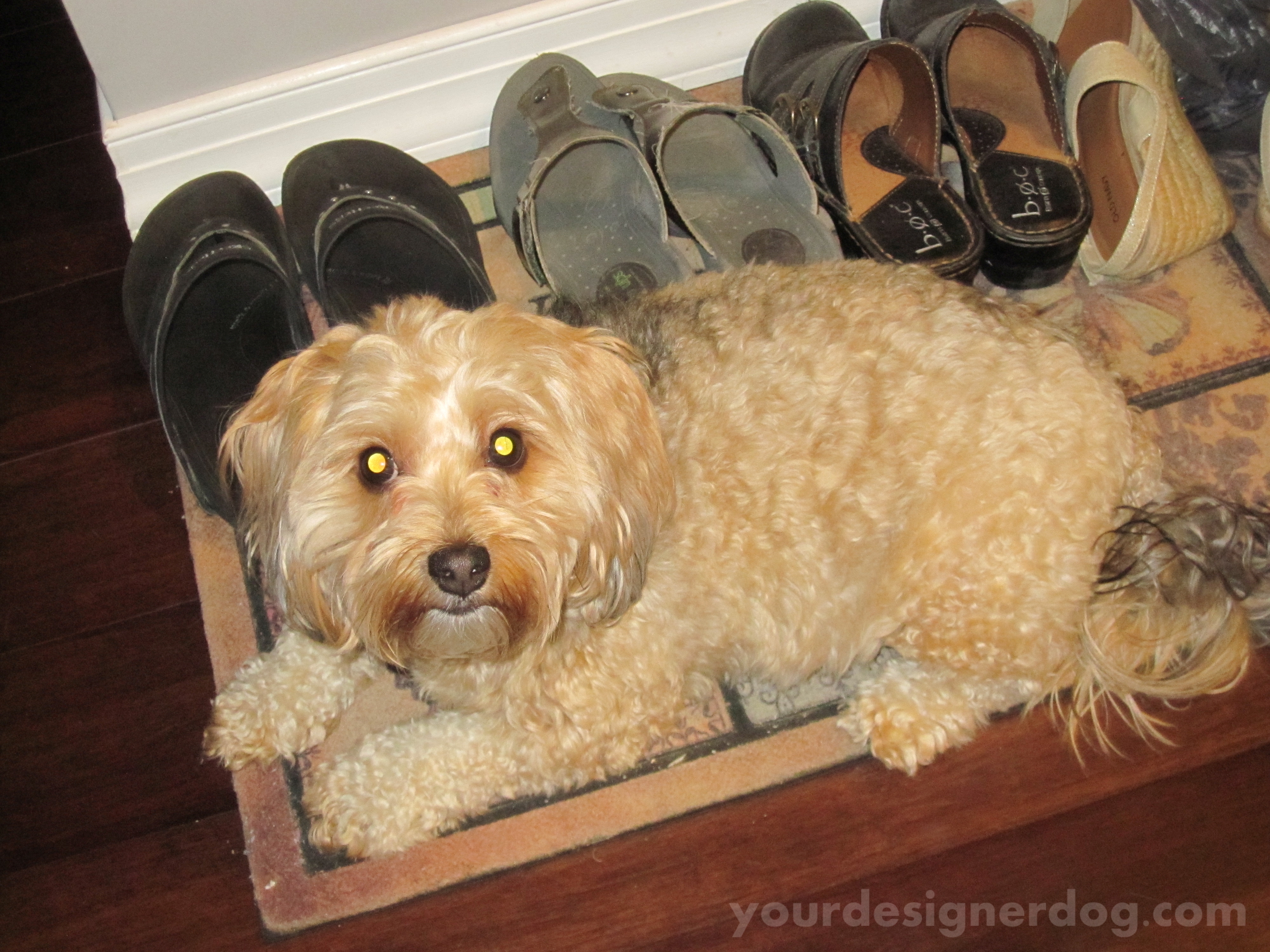 dogs, designer dogs, yorkipoo, yorkie poo, shoes, guarding