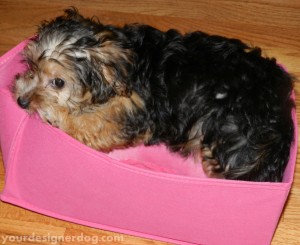 dogs, designer dogs, yorkipoo, yorkie poo, puppy, dog toys, toy box
