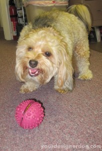 dogs, designer dogs, yorkipoo, yorkie poo, dogs at work, treat dispensing toy