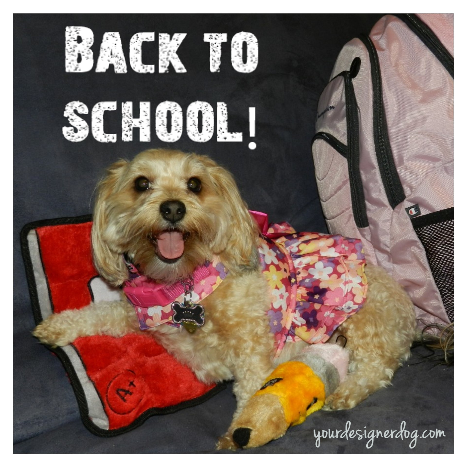 dogs, designer dogs, yorkipoo, yorkie poo, back to school, backpack, homework, teacher