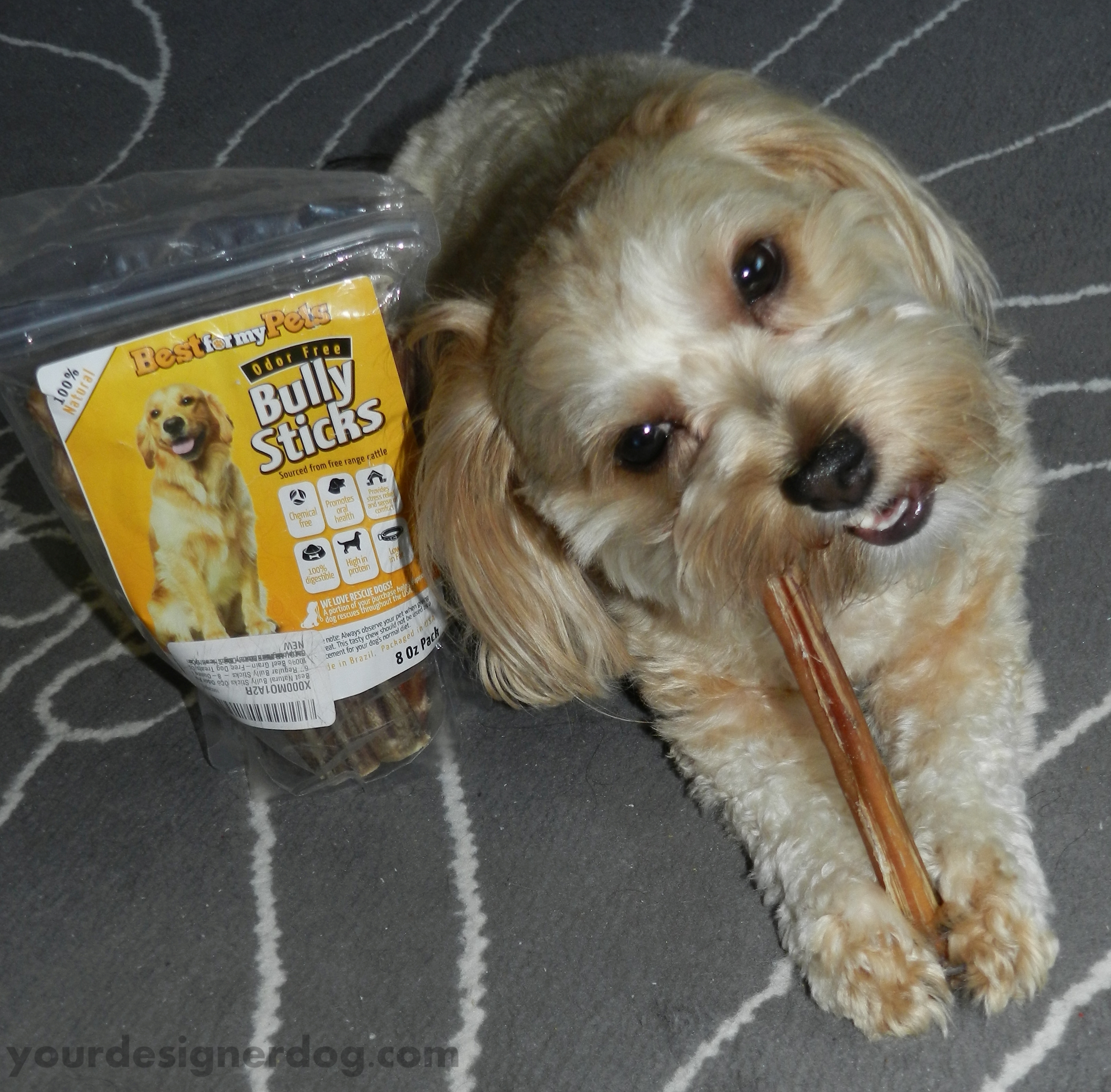 dogs, designer dogs, yorkipoo, yorkie poo, dog treats, bully sticks, chewing