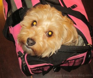 dogs, designer dogs, yorkipoo, yorkie poo, luggage, pet carrier, dog smiling