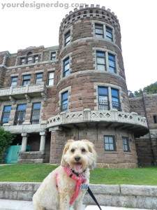 dogs, designer dogs, yorkipoo, yorkie poo, castle, historic home, guard dog