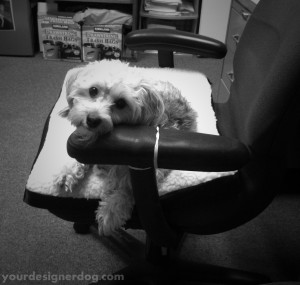 dogs, designer dogs, yorkipoo, yorkie poo, black and white photography, dogs at work