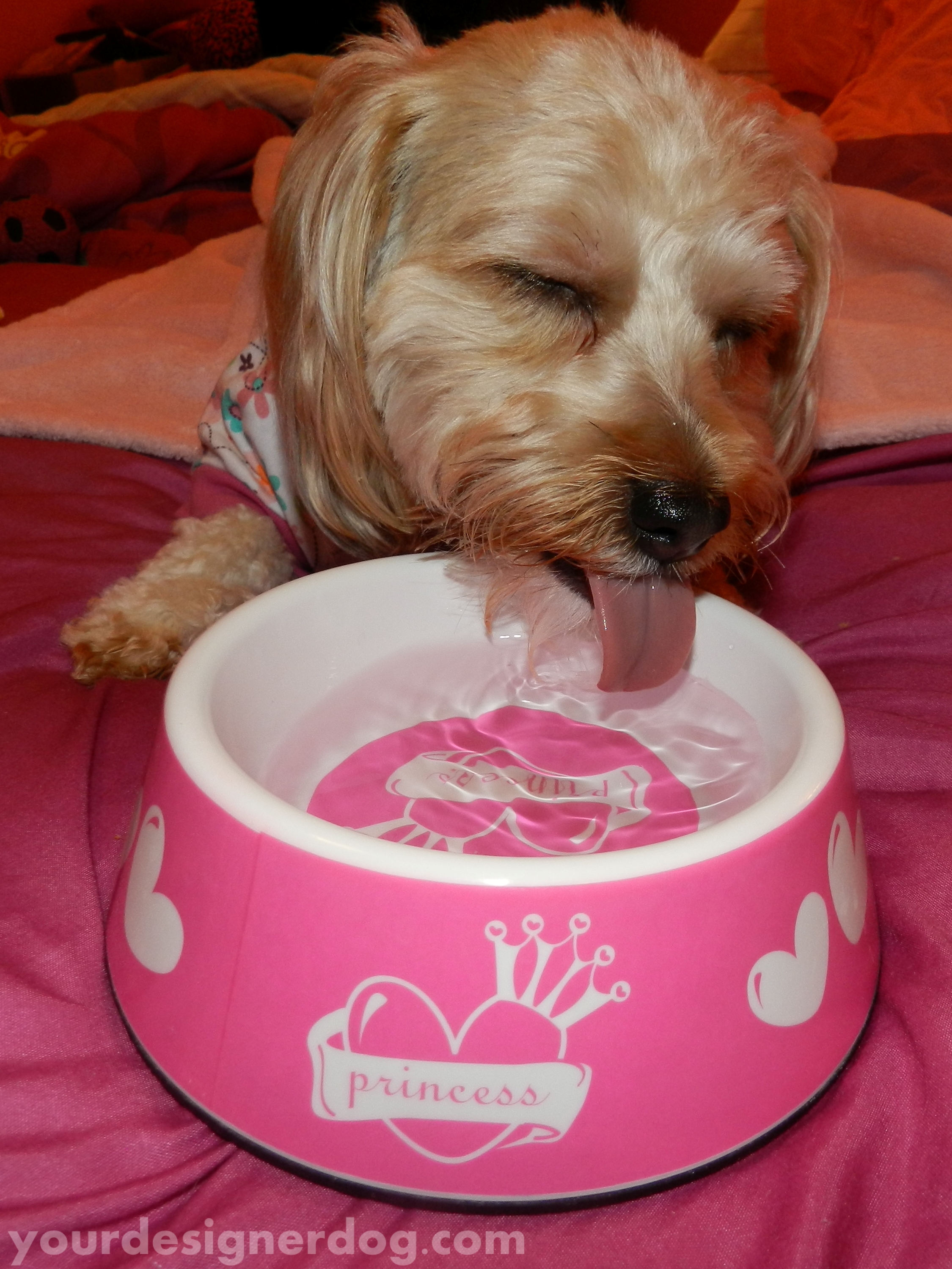 dogs, designer dogs, yorkipoo, yorkie poo, dog bowl, water, princess, tongue out