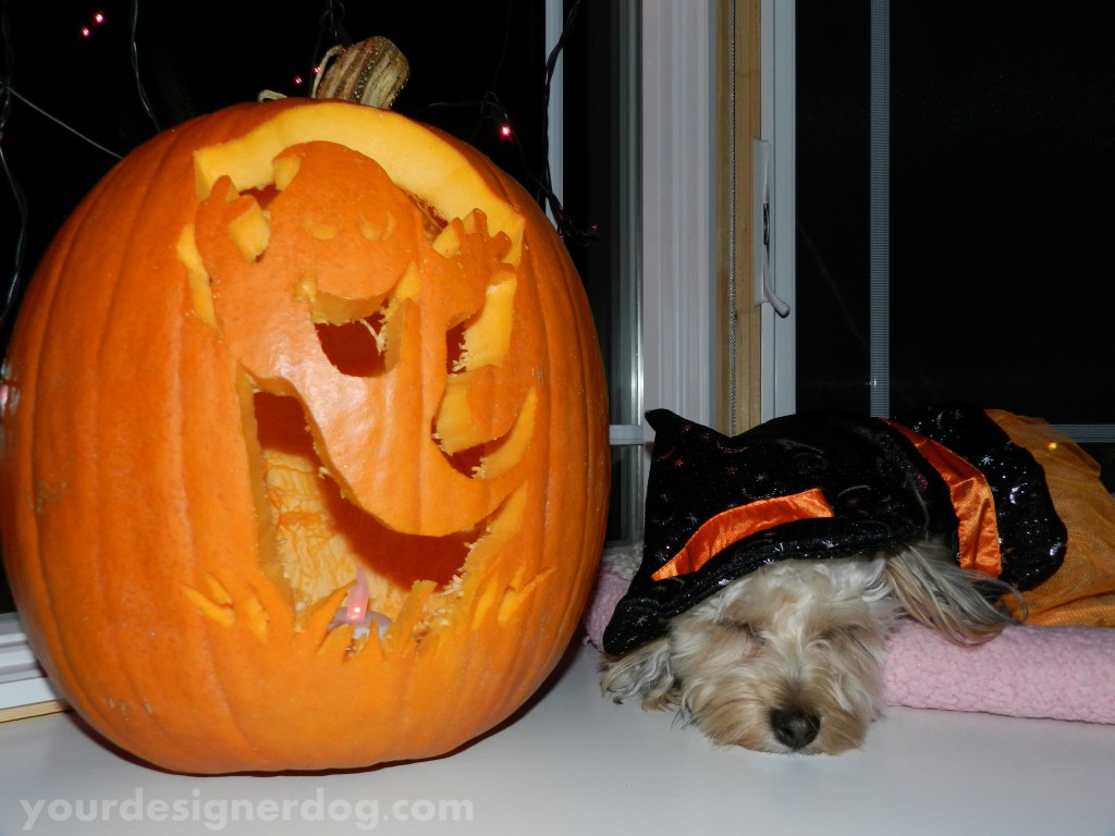 dogs, designer dogs, yorkipoo, yorkie poo, halloween, pumpkin, jack o lantern, dog costume