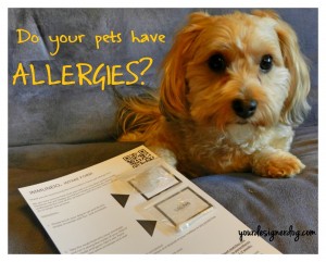 dogs, designer dogs, yorkipoo, yorkie poo, allergies, allergy testing