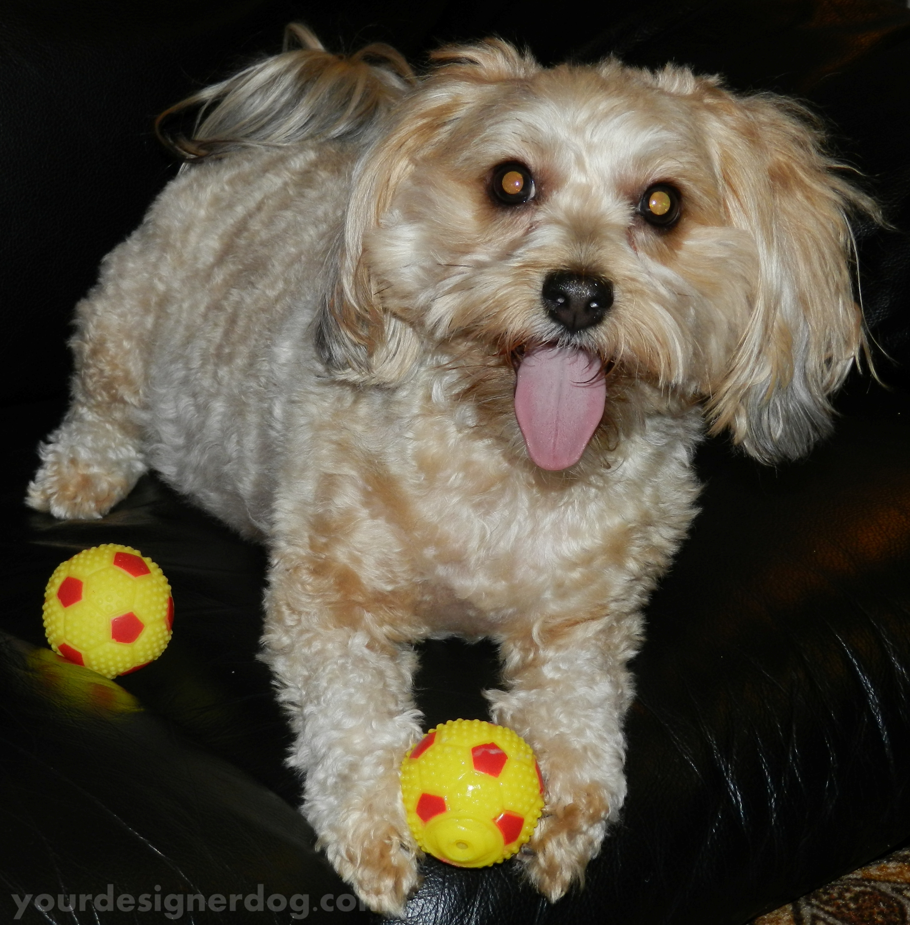 dogs, designer dogs, yorkipoo, yorkie poo, squeaky toy, ball