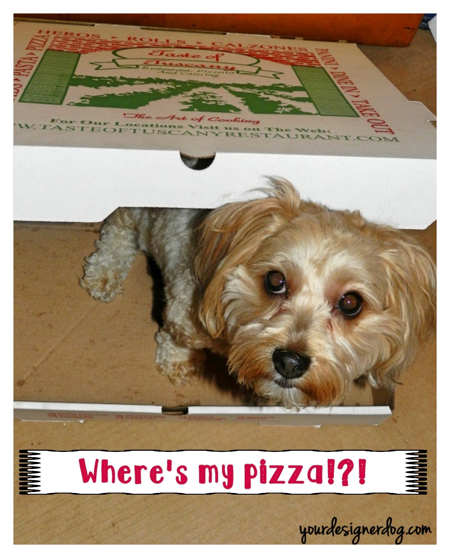 dogs, designer dogs, yorkipoo, yorkie poo, pizza