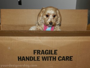 dogs, designer dogs, yorkipoo, yorkie poo, box, cargo, precious
