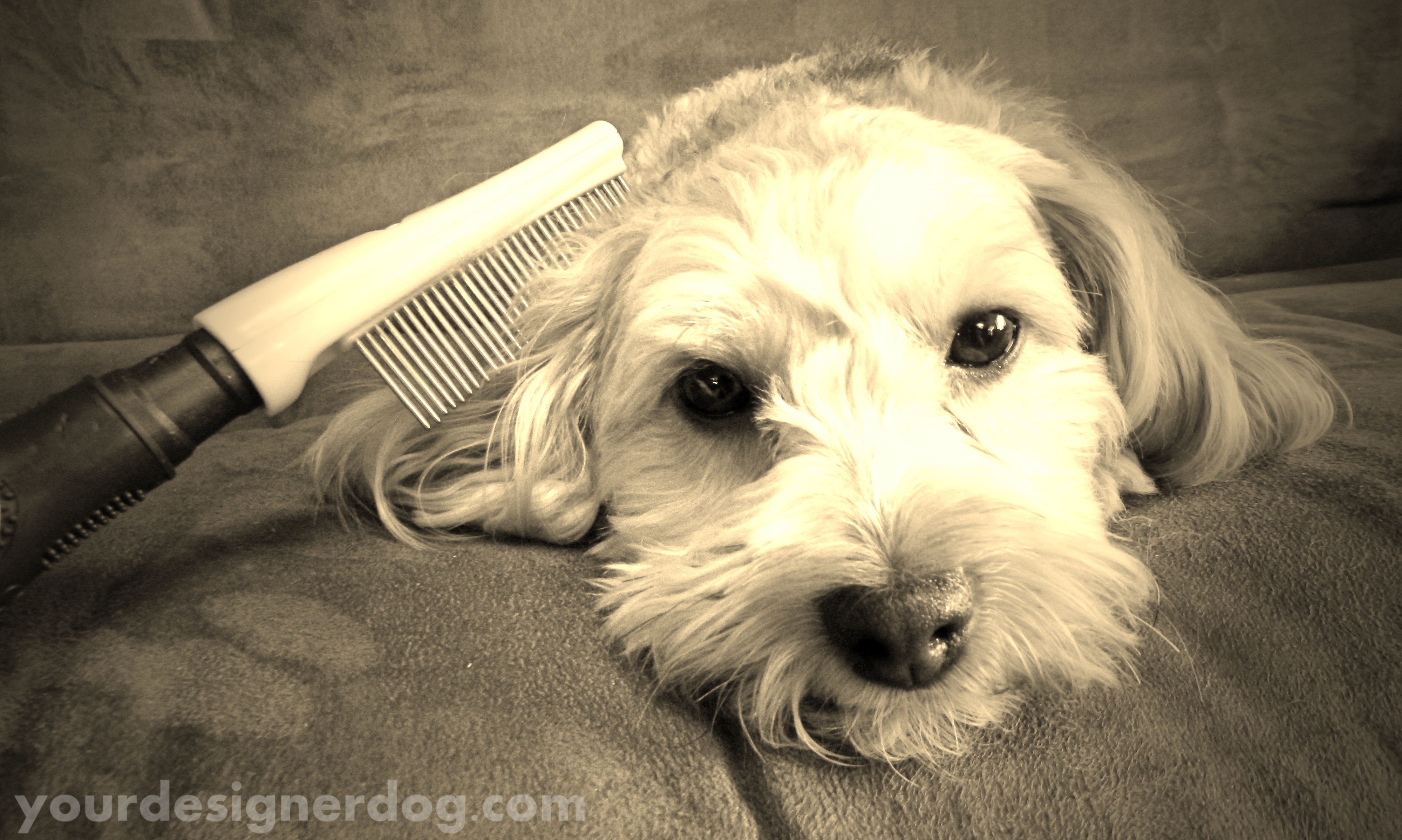 dogs, designer dogs, yorkipoo, yorkie poo, sepia photography, dog grooming, comb