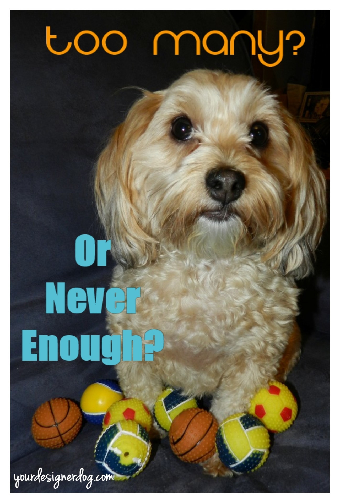 dogs, designer dogs, yorkipoo, yorkie poo, dog toys, squeaky balls