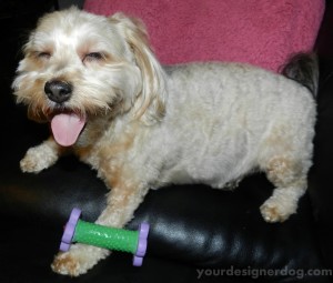 dogs, designer dogs, yorkipoo, yorkie poo, dog toy, barbell, weightlifting