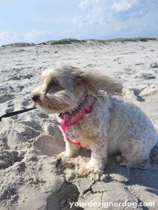 dogs, designer dogs, yorkipoo, yorkie poo, ocean, dog beach