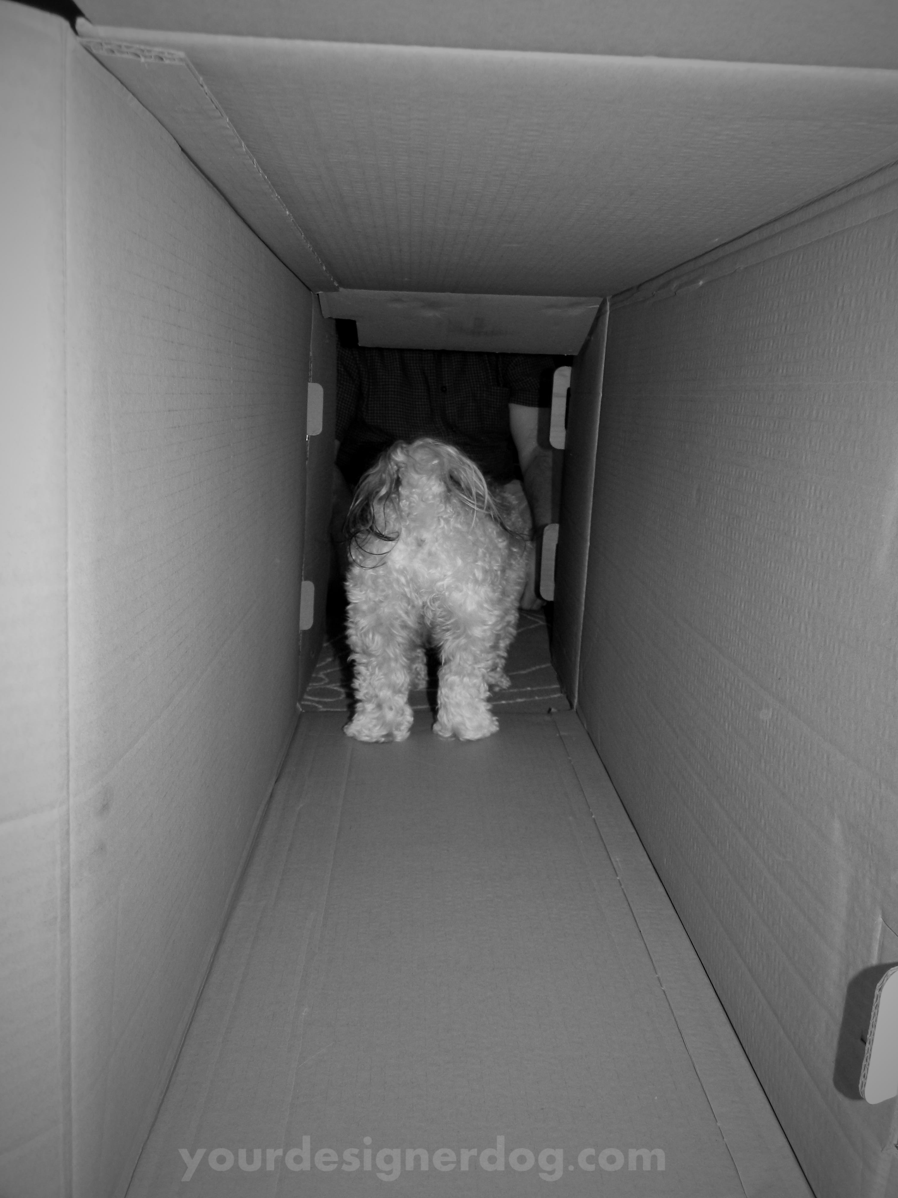 dogs, designer dogs. yorkipoo, yorkie poo, box, tunnel, black and white photography