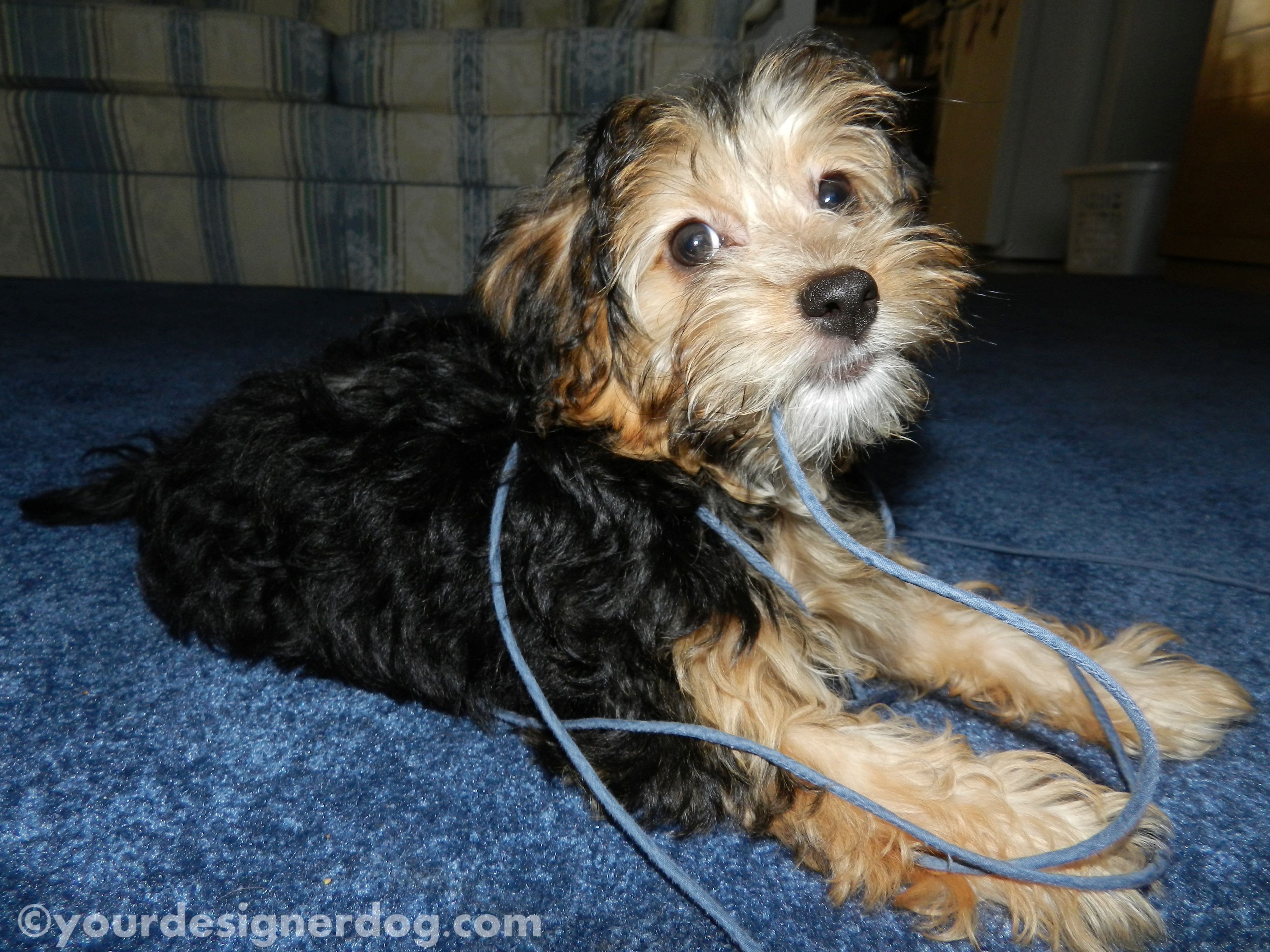 dogs, designer dogs, yorkipoo, yorkie poo, puppy, yarn