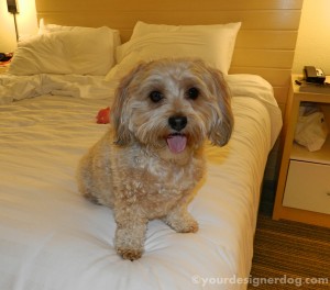 dogs, designer dogs, yorkipoo, yorkie poo, hotel, dog-friendly, hotel room, tongue out