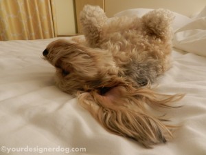 dogs, designer dogs, yorkipoo, yorkie poo, hotel, dog friendly, sleepy puppy