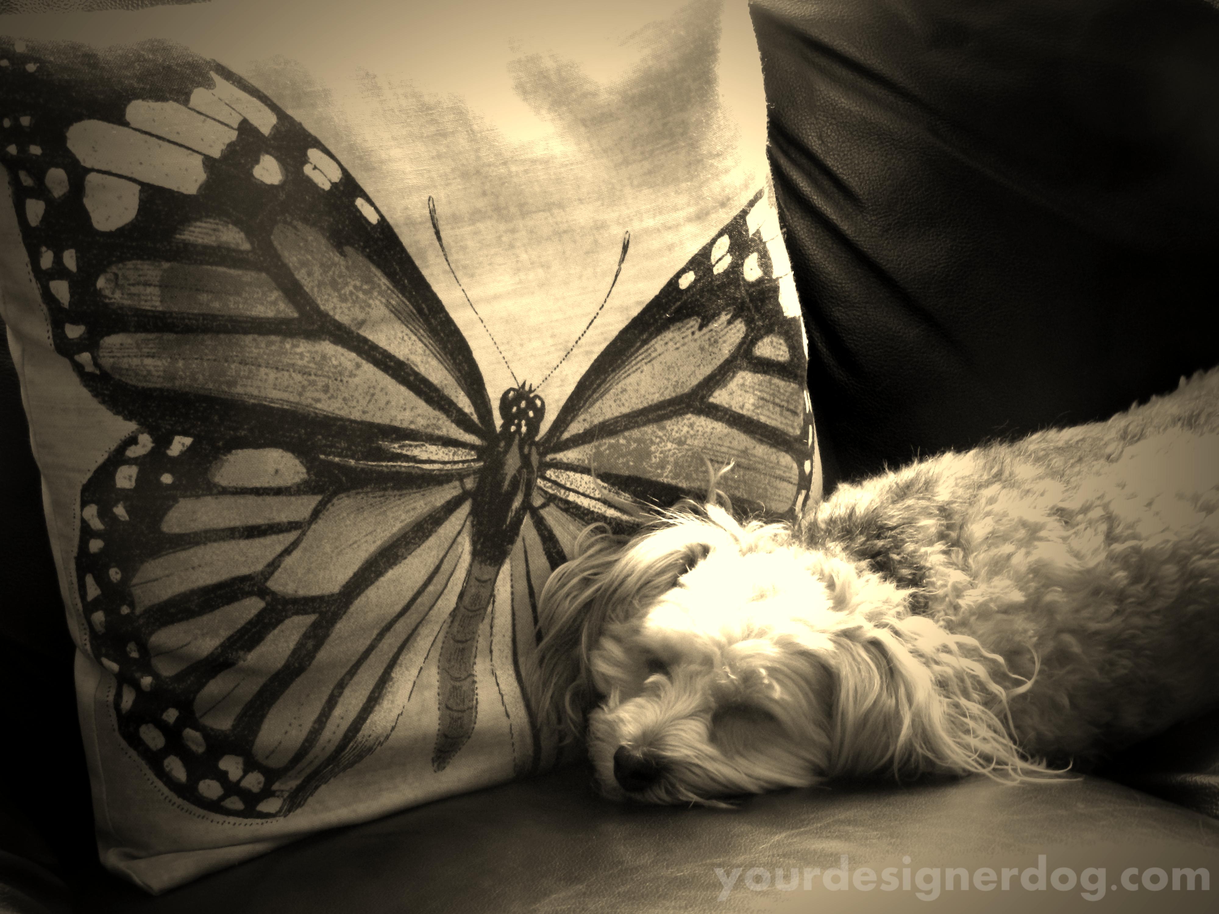dogs, designer dogs, yorkipoo, yorkie poo, butterfly, dreaming, sleepy puppy, sepia photography