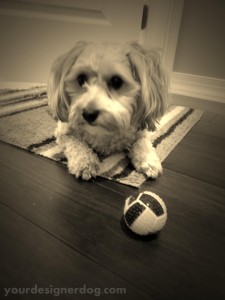 dogs, designer dogs, yorkipoo, yorkie poo, lookout, sepia photography